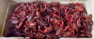 1-800 CRAWFISH food truck logo